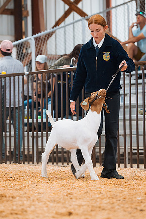 DAY4MARKETGOAT7