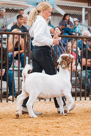 DAY4MARKETGOAT64