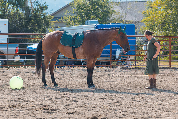 DAY4HORSESHOW54