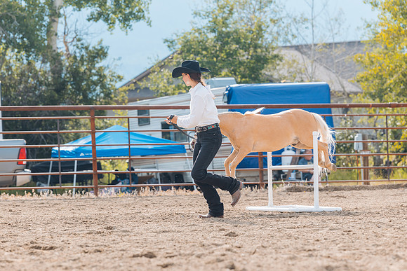 DAY4HORSESHOW72