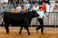 DAY5BEEFSHOWMANSHIP4