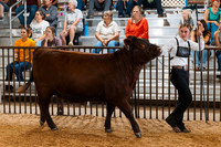 DAY5BEEFSHOWMANSHIP3