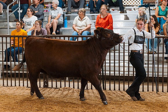 DAY5BEEFSHOWMANSHIP3