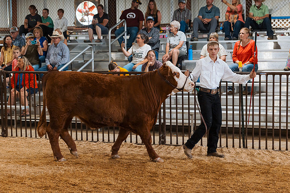 DAY5BEEFSHOWMANSHIP1