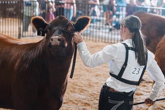 DAY5BEEFSHOWMANSHIP8