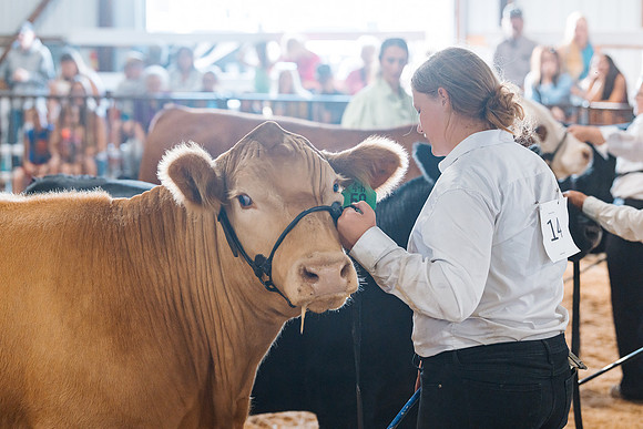 DAY5BEEFSHOWMANSHIP33