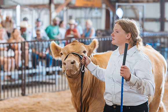 DAY5BEEFSHOWMANSHIP35