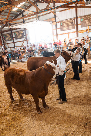 DAY5BEEFSHOWMANSHIP46