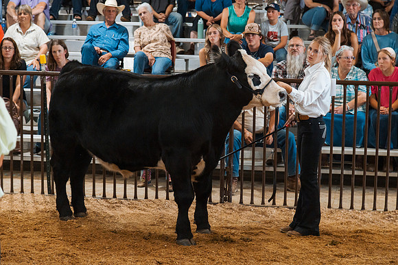 DAY5BEEFSHOWMANSHIP52