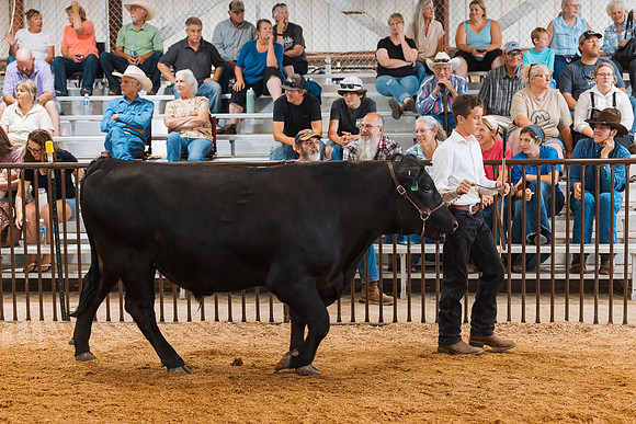 DAY5BEEFSHOWMANSHIP66