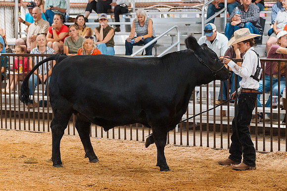 DAY5BEEFSHOWMANSHIP68