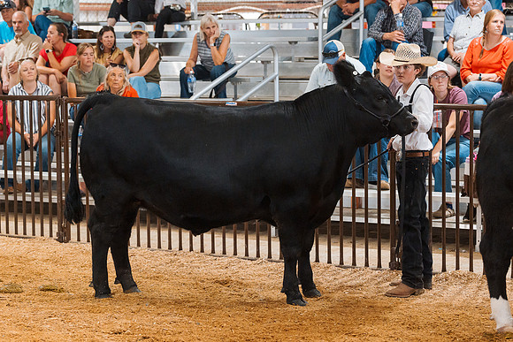 DAY5BEEFSHOWMANSHIP69
