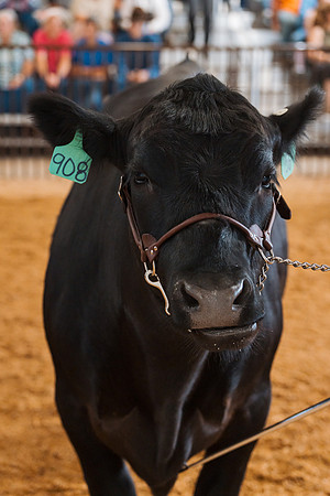 DAY5BEEFSHOWMANSHIP71