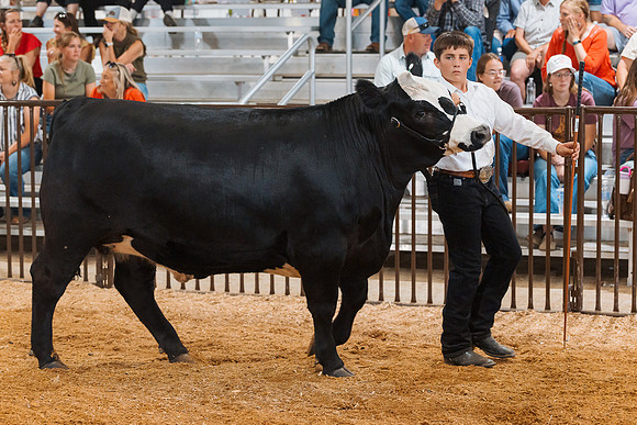 DAY5BEEFSHOWMANSHIP75