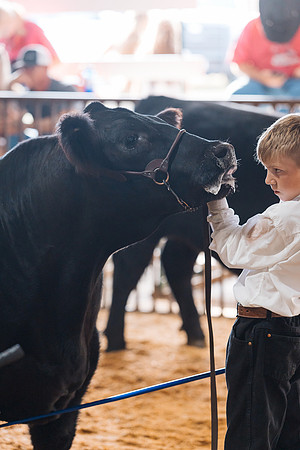 DAY5BEEFSHOWMANSHIP82