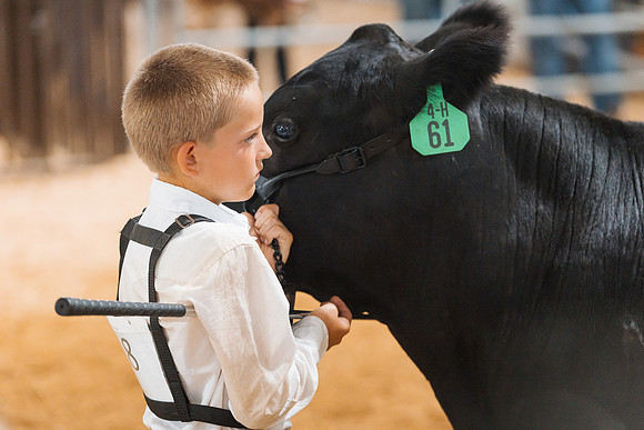 DAY5BEEFSHOWMANSHIP117
