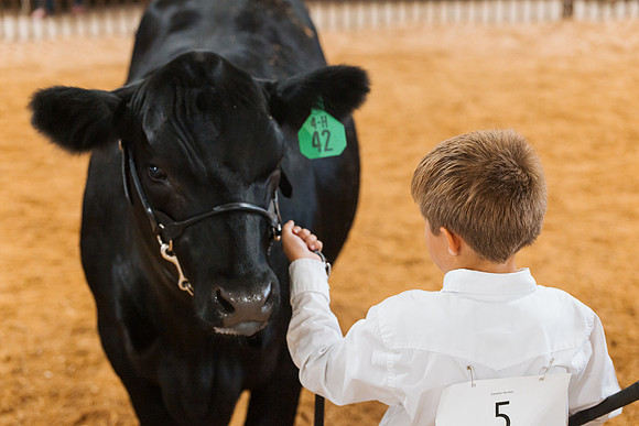 DAY5BEEFSHOWMANSHIP119