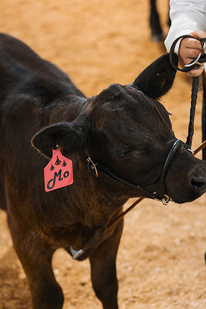 DAY5BEEFSHOWMANSHIP118