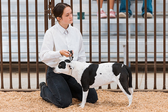 DAY2DOGSHOW32
