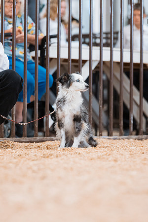 DAY2DOGSHOW38