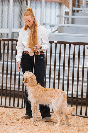DAY2DOGSHOW37