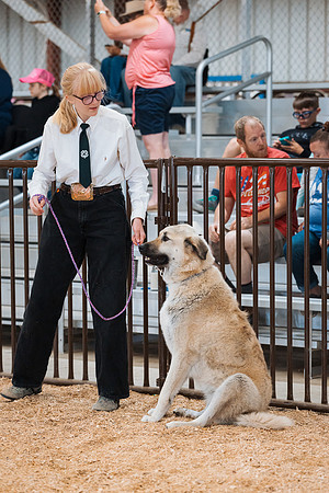 DAY2DOGSHOW48