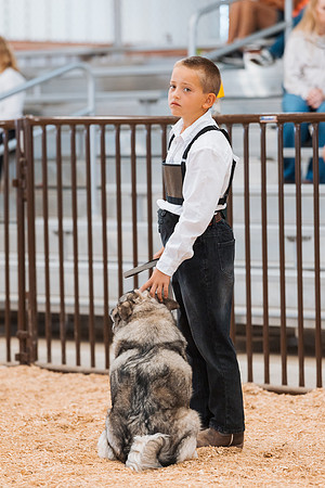 DAY2DOGSHOW80