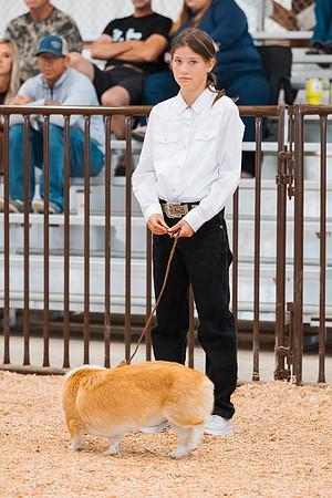 DAY2DOGSHOW82