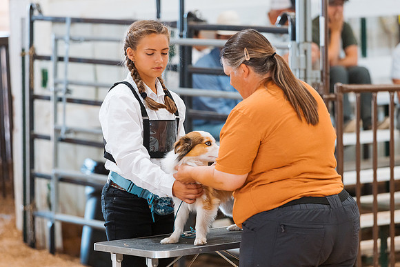 DAY2DOGSHOW101