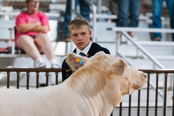 DAY4BREEDINGBEEF9