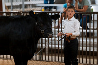 DAY4BREEDINGBEEF11