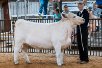 DAY4BREEDINGBEEF7