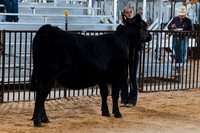 DAY4BREEDINGBEEF8