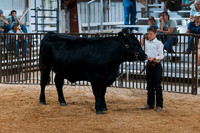 DAY4BREEDINGBEEF10