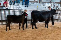 DAY4BREEDINGBEEF13