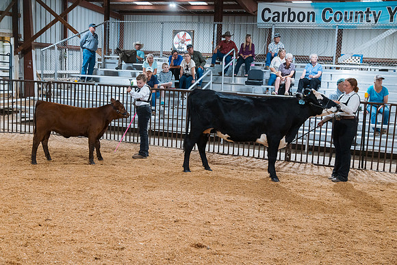 DAY4BREEDINGBEEF14