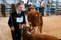 DAY4BREEDINGBEEF18