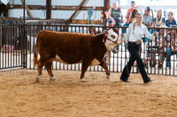 DAY4BREEDINGBEEF17
