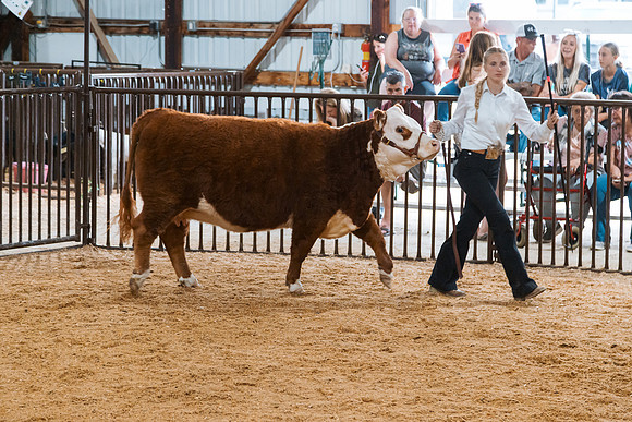 DAY4BREEDINGBEEF17