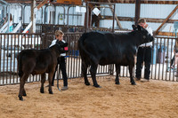 DAY4BREEDINGBEEF20