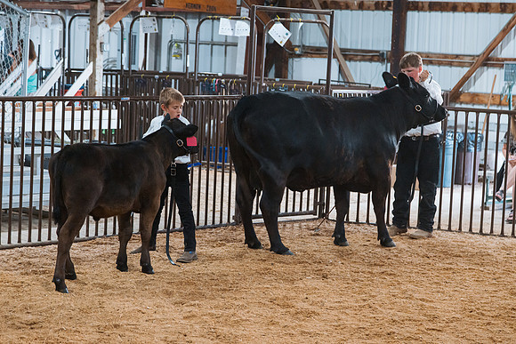 DAY4BREEDINGBEEF20