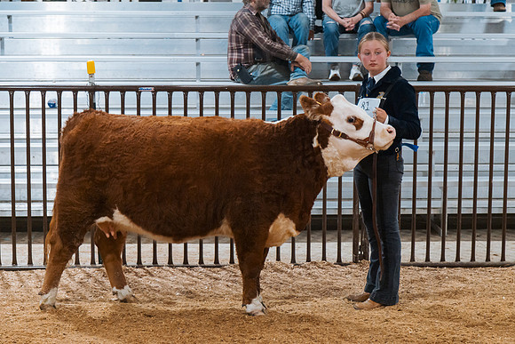 DAY4BREEDINGBEEF22