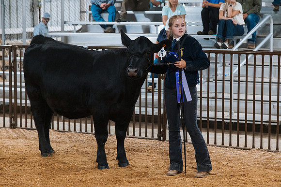 DAY4BREEDINGBEEF24