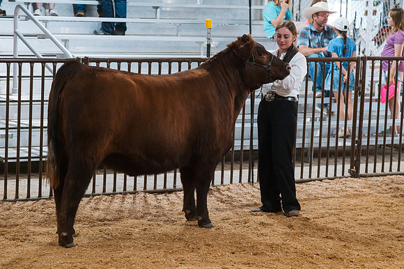 DAY4BREEDINGBEEF25