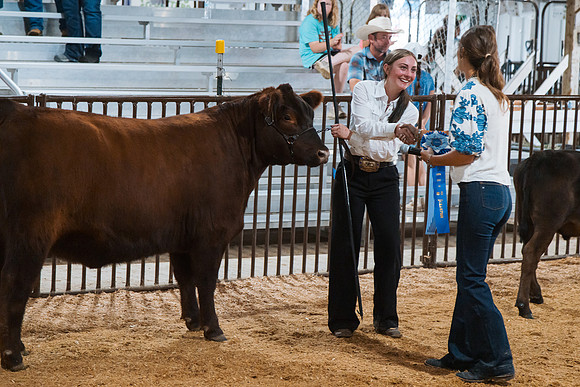 DAY4BREEDINGBEEF27