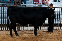 DAY4BREEDINGBEEF2