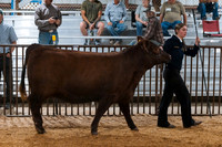 DAY4BREEDINGBEEF1