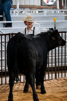DAY4BREEDINGBEEF4