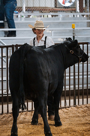 DAY4BREEDINGBEEF4