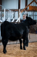 DAY4BREEDINGBEEF5